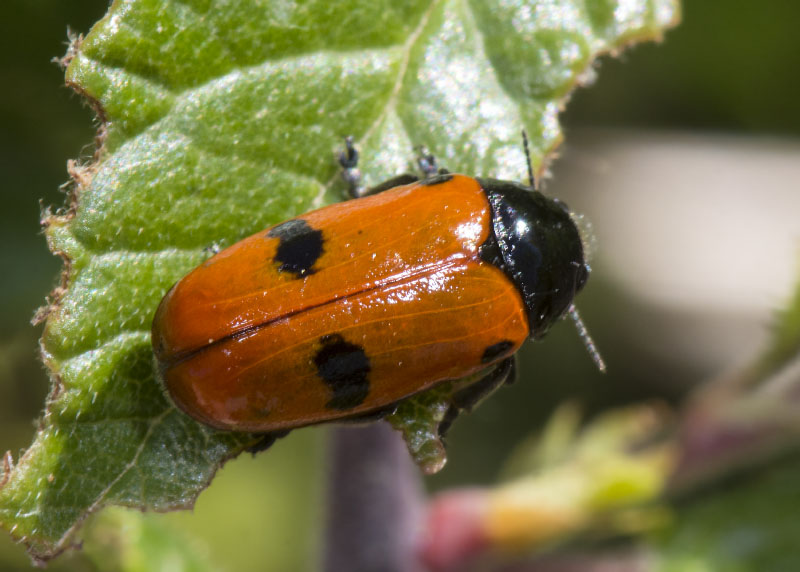 Chrysomelidae: Clytra laeviuscula